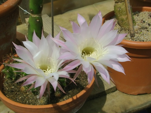 fleur de cactus