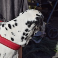 DSC 0005 091618 005