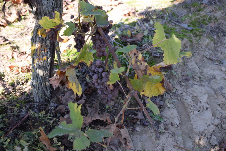 DSC 0172 102518 170