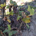 DSC 0172 102518 170
